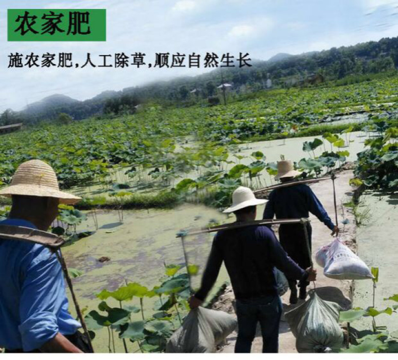 湘莲苗莲藕苗太空36号高产白红花