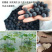湘莲苗莲藕苗太空36号高产白红花