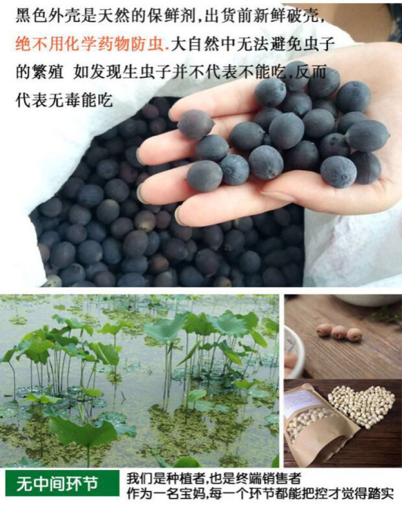 湘莲苗莲藕苗太空36号高产白红花