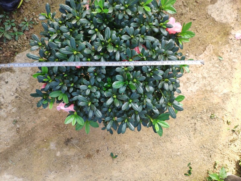 21杯小桃红杜鹃冠幅非常大花苞饱满冠幅40-45高度50