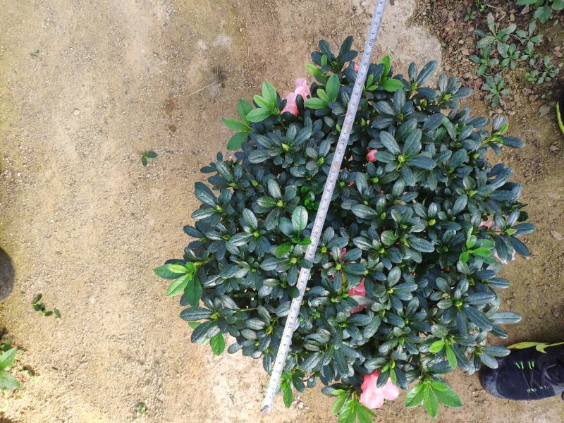 21杯小桃红杜鹃冠幅非常大花苞饱满冠幅40-45高度50