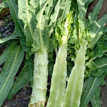 河南许昌，莴笋大量上巿中，质量好，货源充足，有要莴笋联系