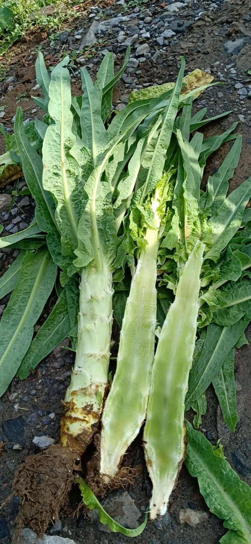 河南许昌，莴笋大量上巿中，质量好，货源充足，有要莴笋联系