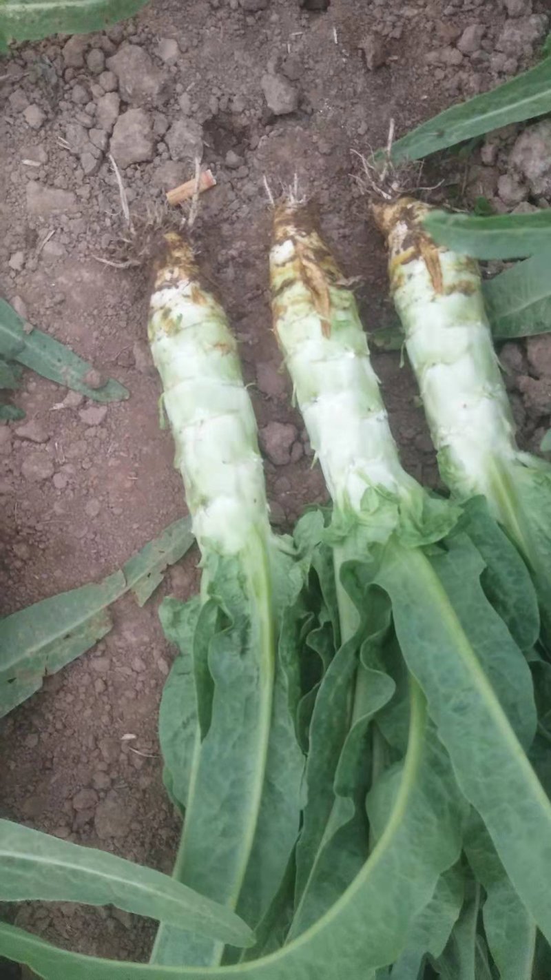 河南许昌，莴笋大量上巿中，质量好，货源充足，有要莴笋联系