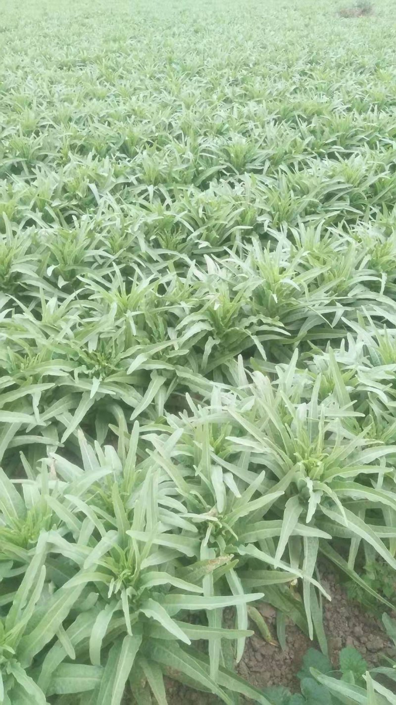 河南许昌，莴笋大量上巿中，质量好，货源充足，有要莴笋联系