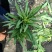 河南许昌，莴笋大量上巿中，质量好，货源充足，有要莴笋联系
