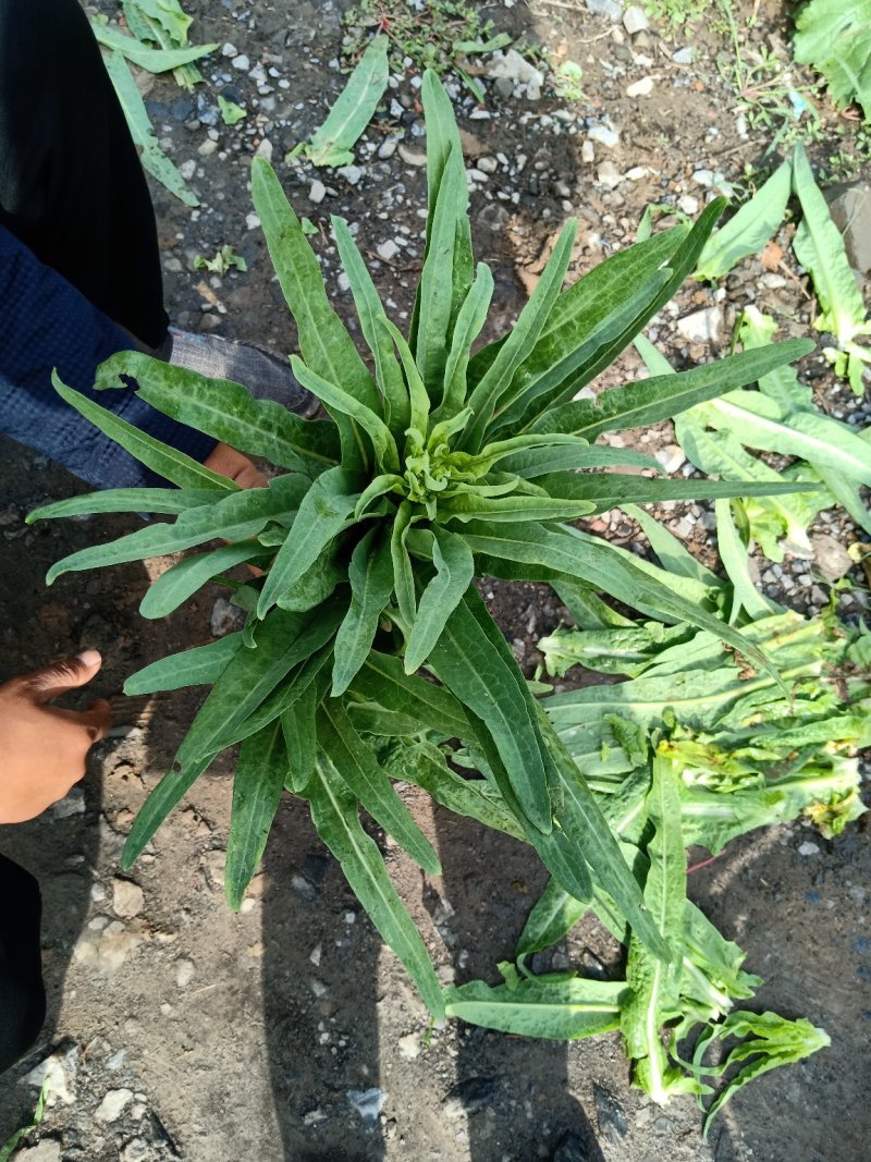 河南许昌，莴笋大量上巿中，质量好，货源充足，有要莴笋联系