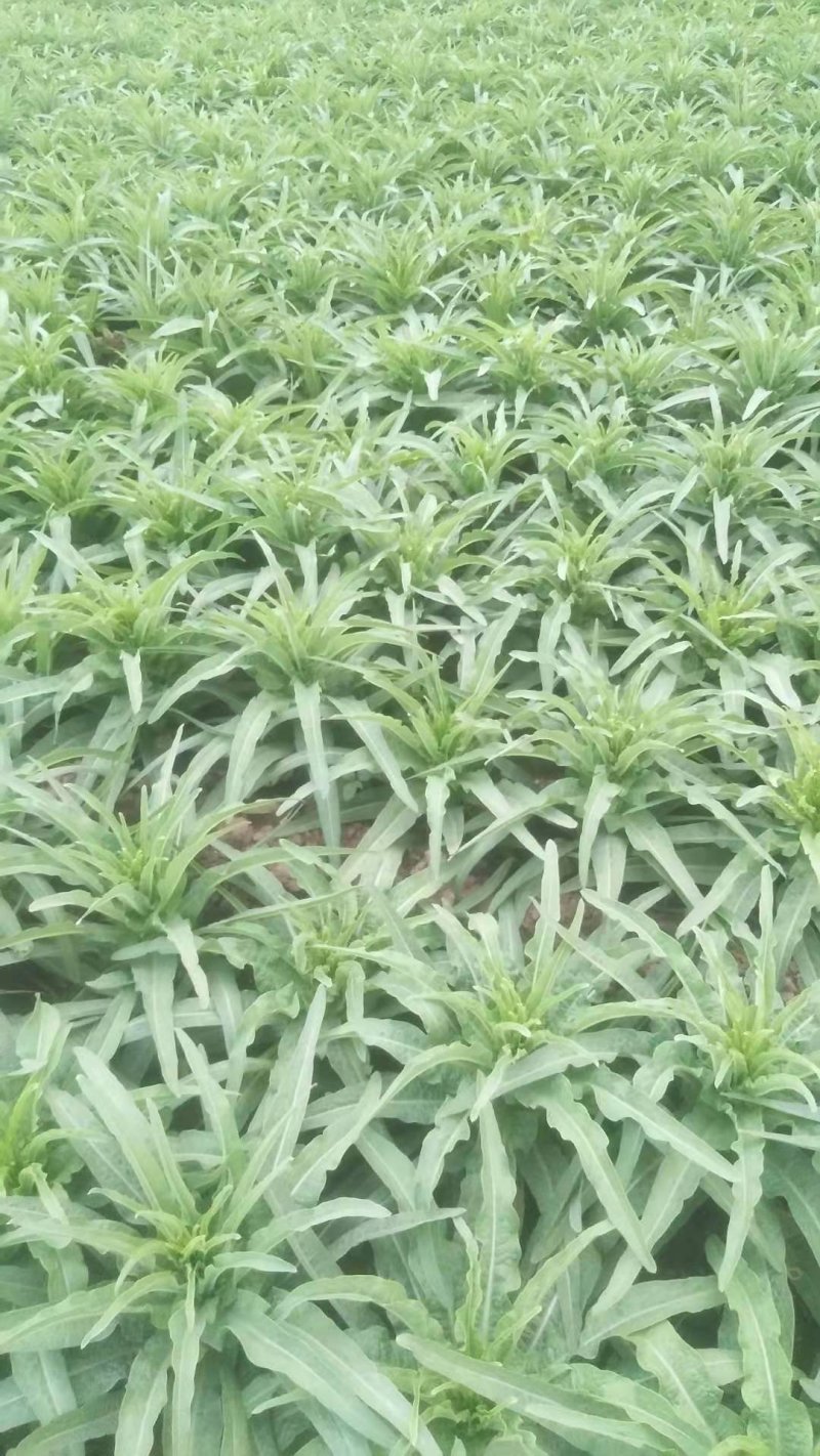 河南许昌，莴笋大量上巿中，质量好，货源充足，有要莴笋联系