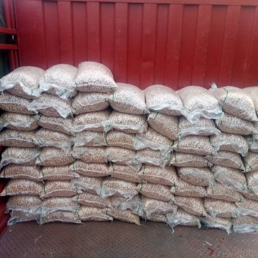 白果，白果种子，银杏果，银杏种子，中药材