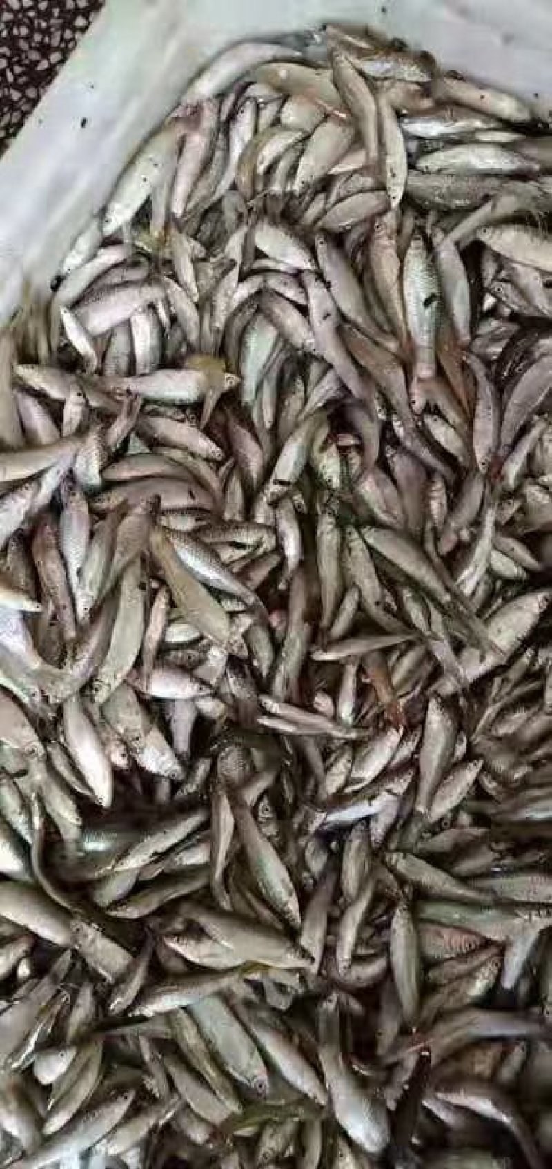 麦穗鱼（禾稿子）周边县可发冰鲜