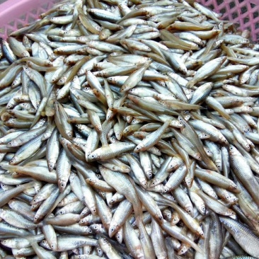 麦穗鱼（禾稿子）周边县可发冰鲜