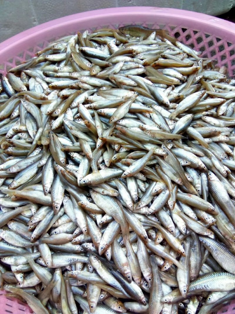 麦穗鱼（禾稿子）周边县可发冰鲜