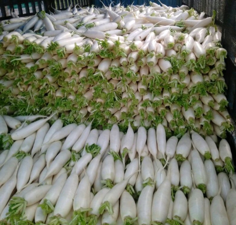 新乐市白萝卜产地直供，可支持视频看货