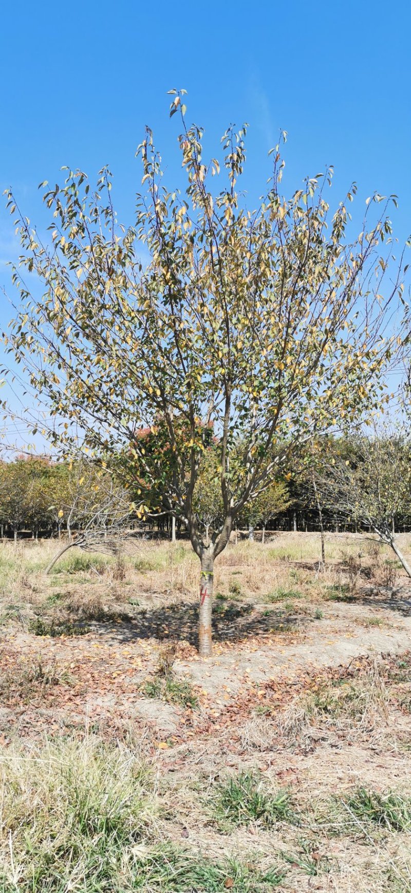 500亩樱花种植大户专卖3—15公分精品樱花