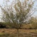 500亩樱花种植大户专卖3—15公分精品樱花