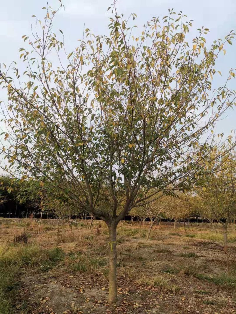 500亩樱花种植大户专卖3—15公分精品樱花
