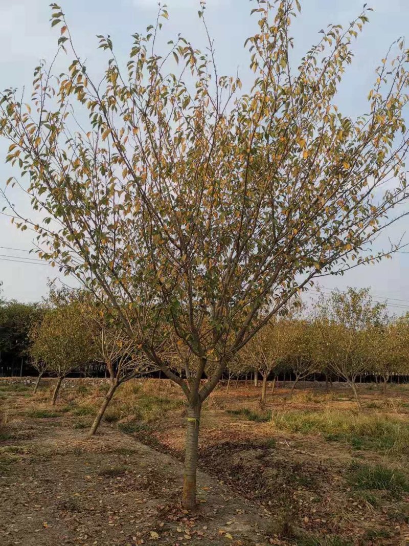 500亩樱花种植大户专卖3—15公分精品樱花