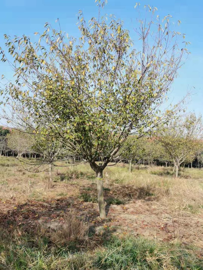 500亩樱花种植大户专卖3—15公分精品樱花