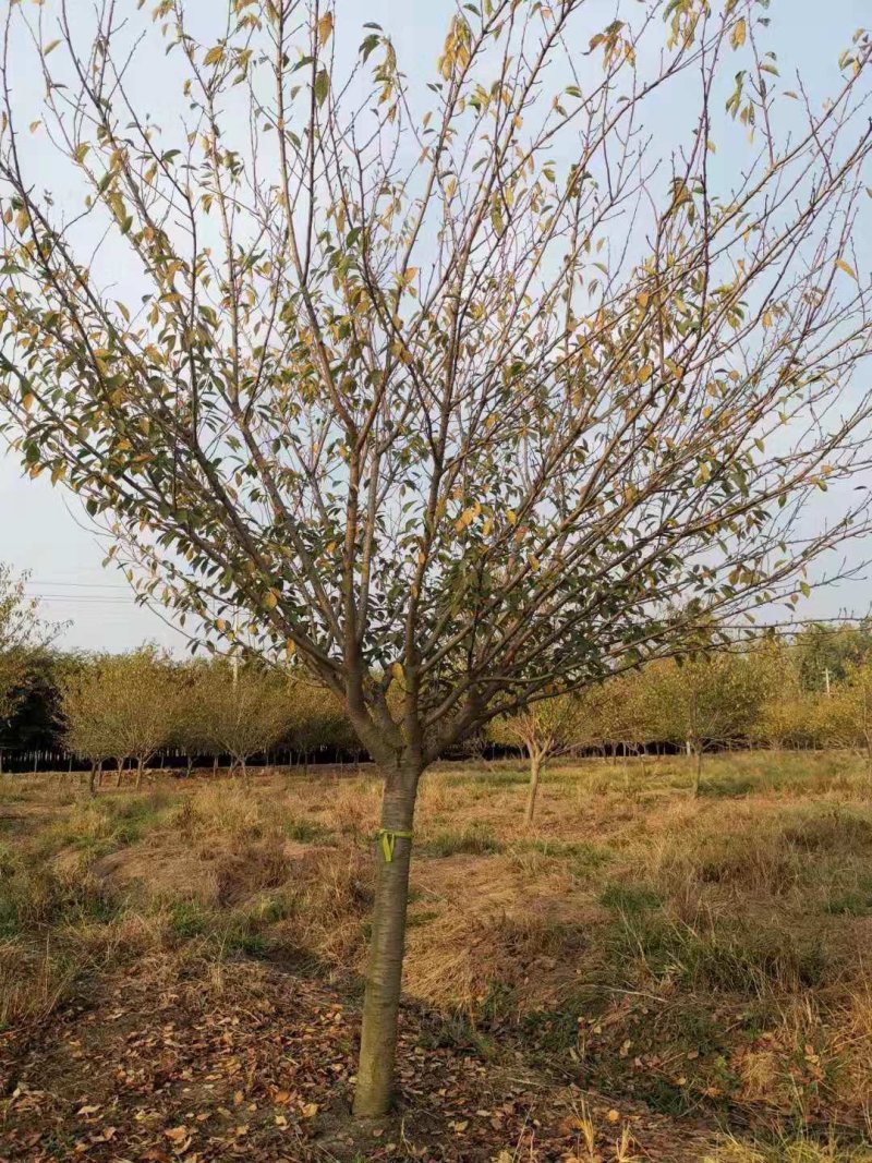 500亩樱花种植大户专卖3—15公分精品樱花