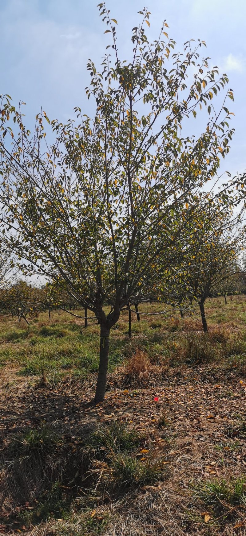 500亩樱花种植大户专卖3—15公分精品樱花