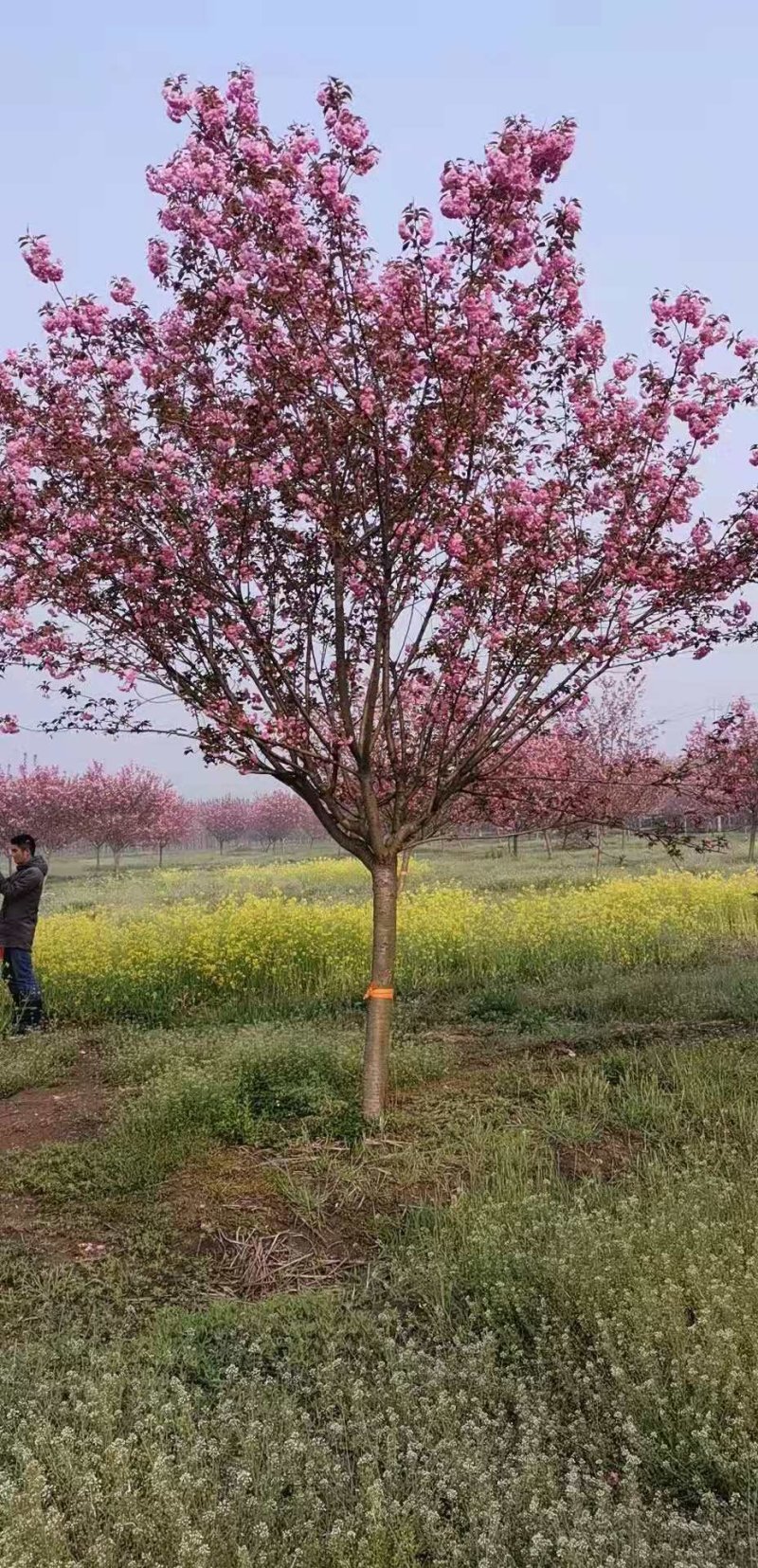 500亩樱花种植大户专卖3—15公分精品樱花