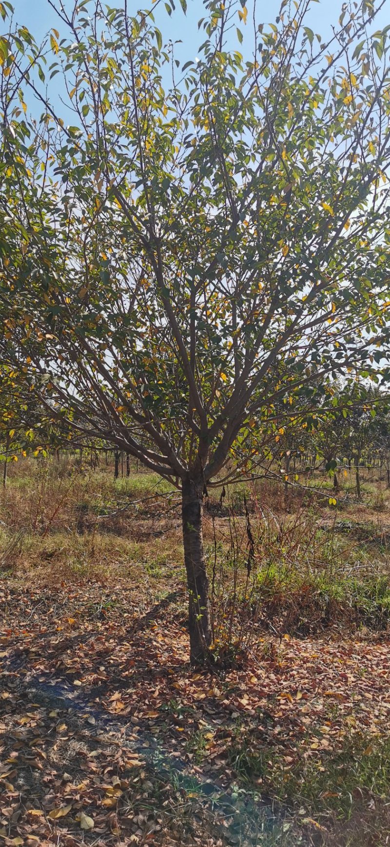 500亩樱花种植大户专卖3—15公分精品樱花