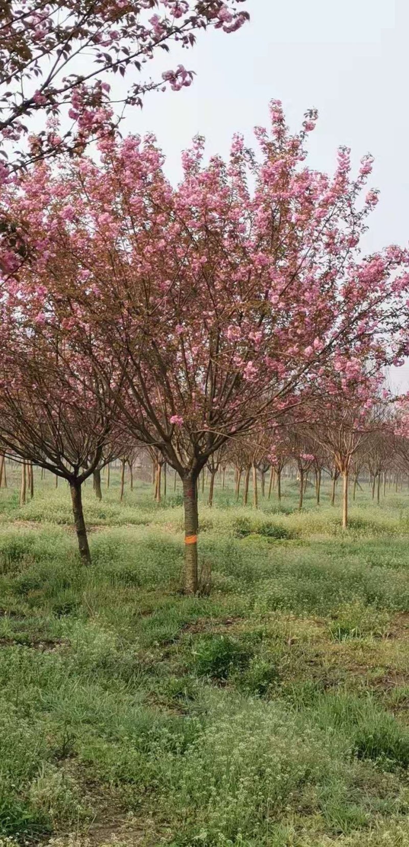 500亩樱花种植大户专卖3—15公分精品樱花