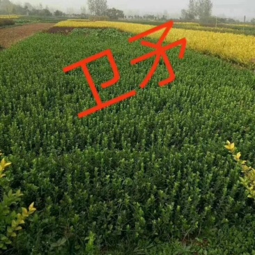 花灌木量大供应，规格全面