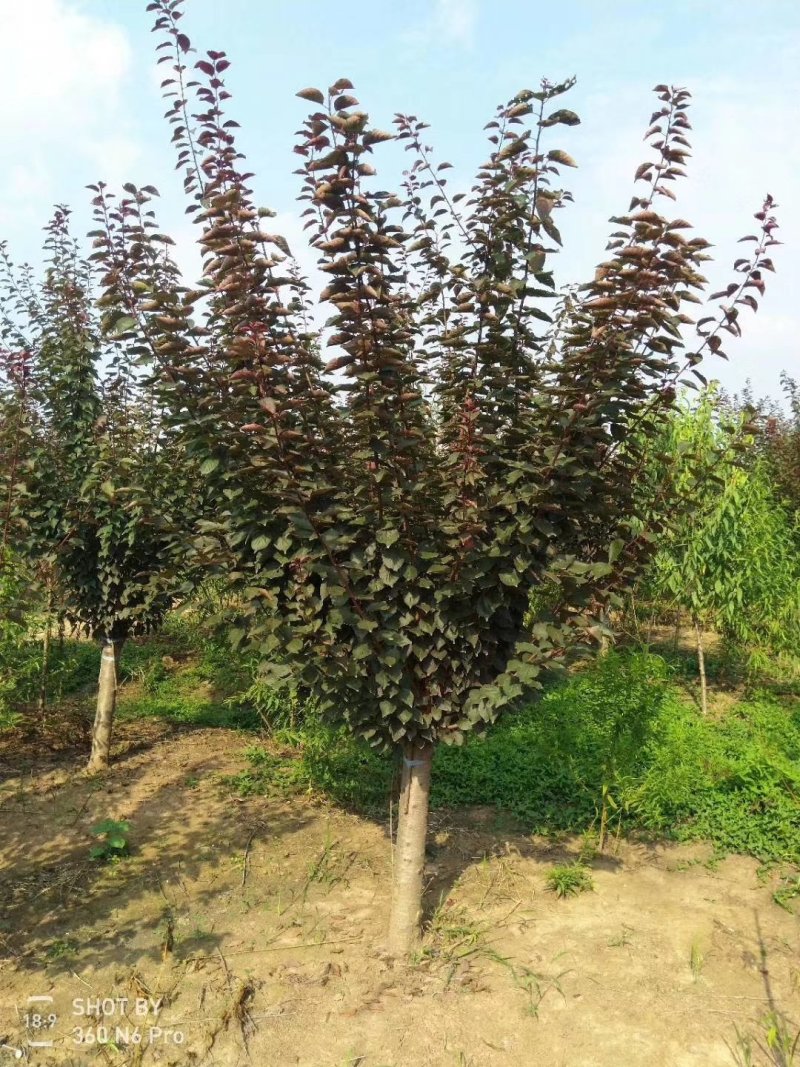 花灌木量大供应，规格全面