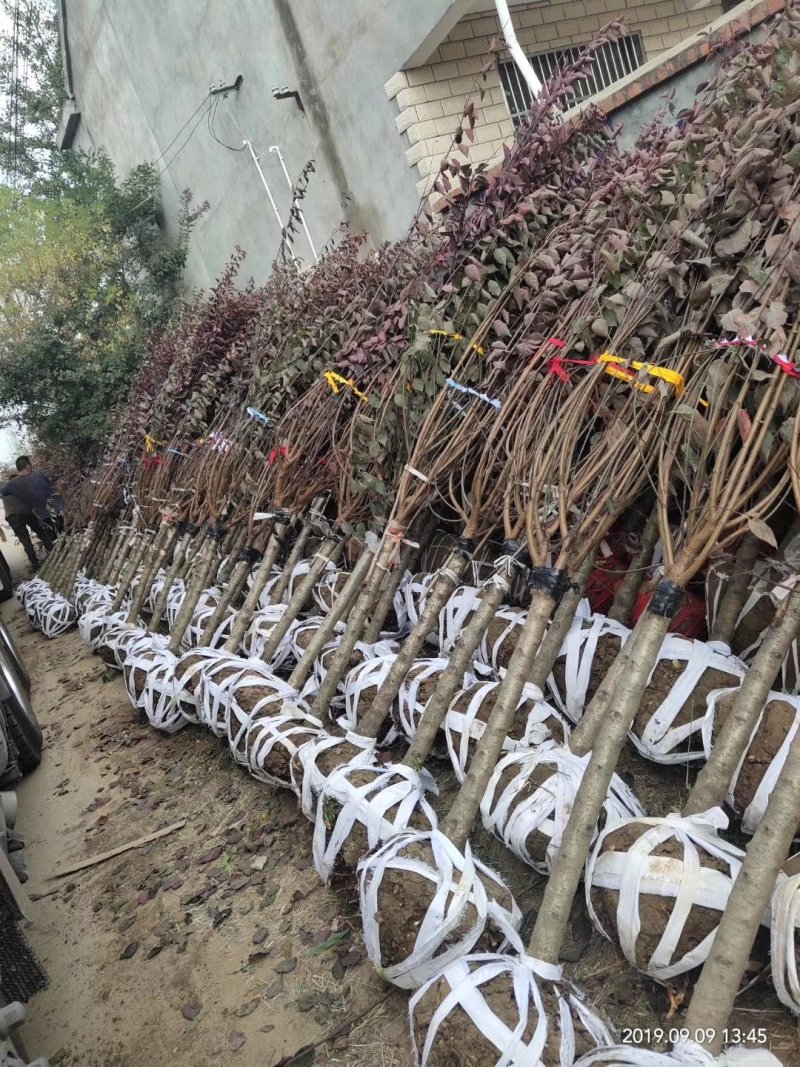 花灌木量大供应，规格全面