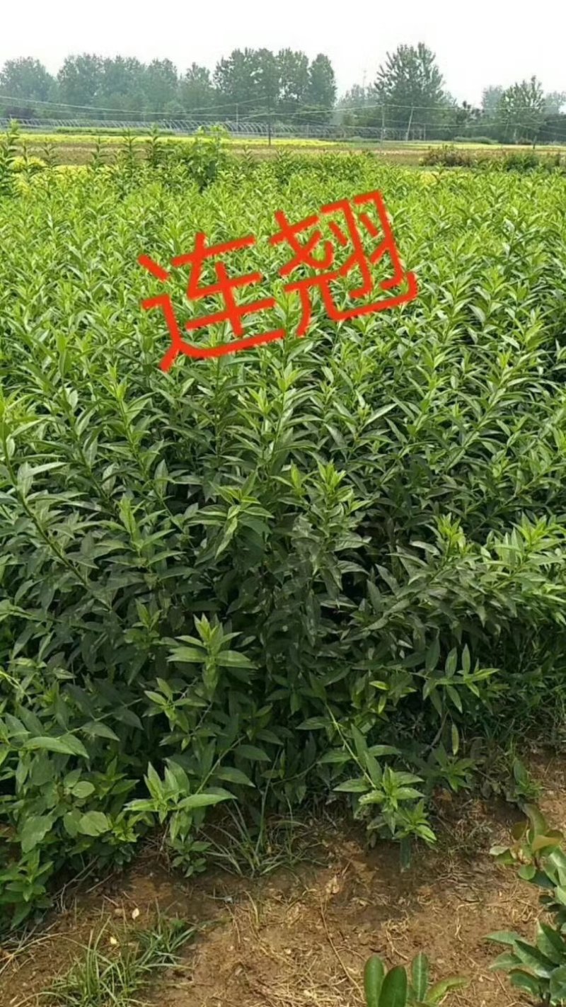 花灌木量大供应，规格全面