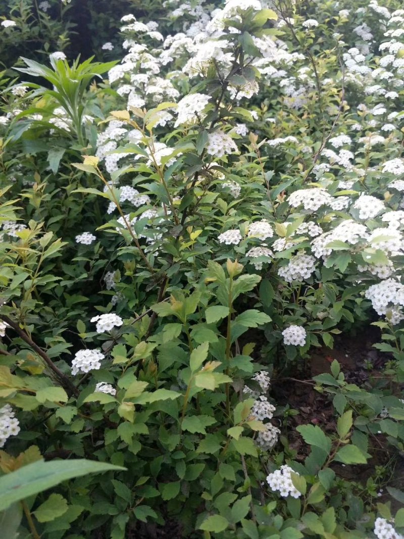 花灌木量大供应，规格全面