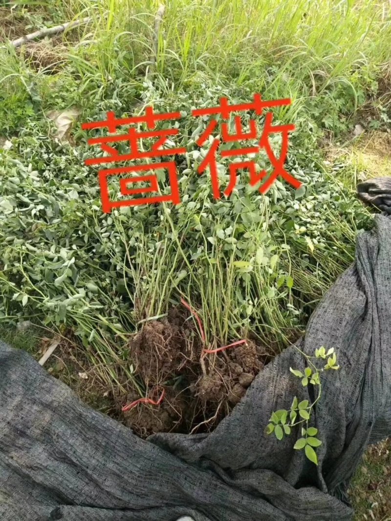 花灌木量大供应，规格全面