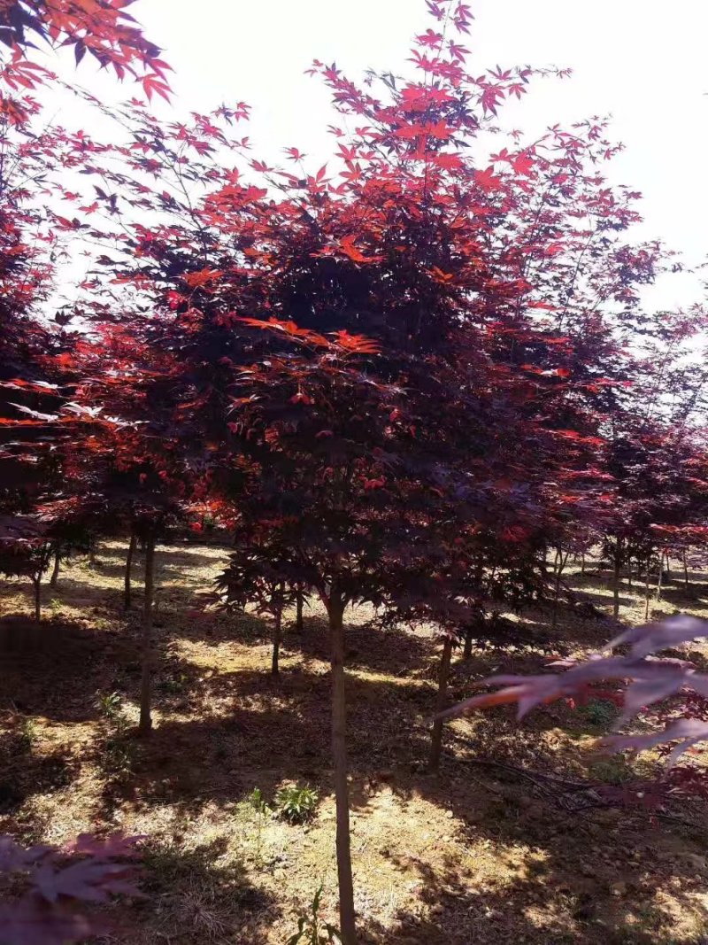 花灌木量大供应，规格全面