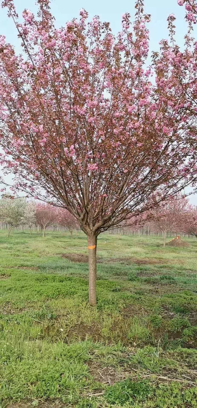 花灌木量大供应，规格全面