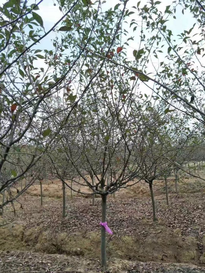 花灌木量大供应，规格全面