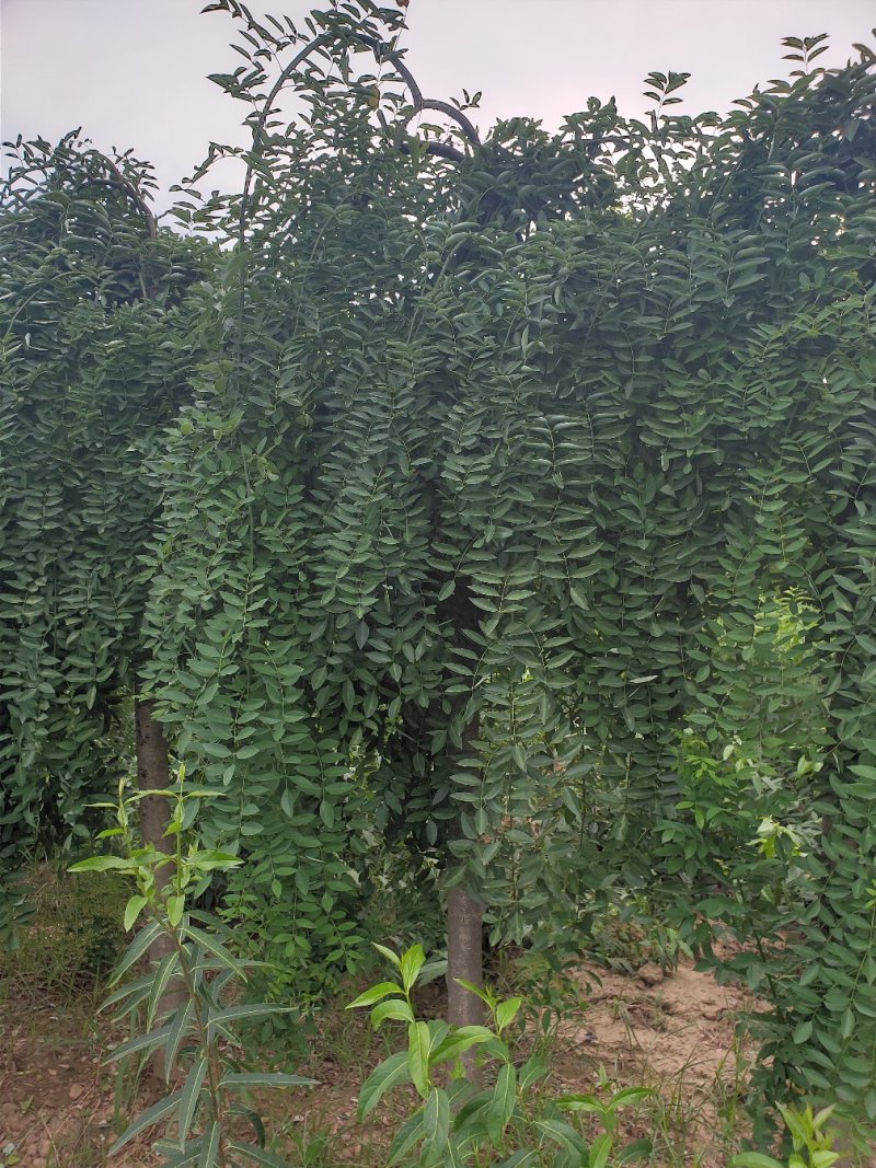 6一12公分龙爪槐