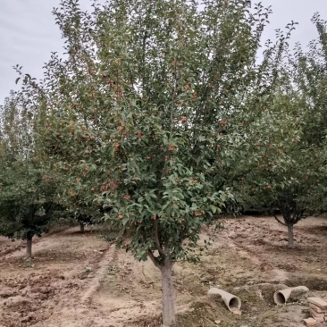 山东菏泽郓城县大量出售精品海棠树