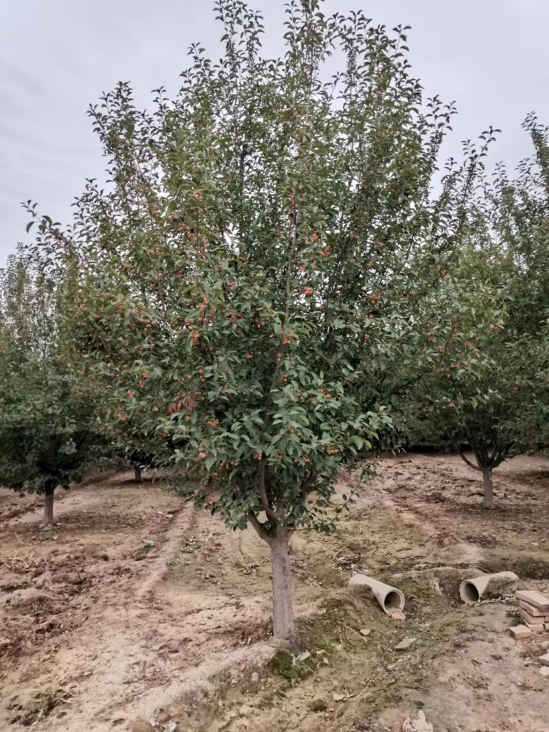 山东菏泽郓城县大量出售精品海棠树