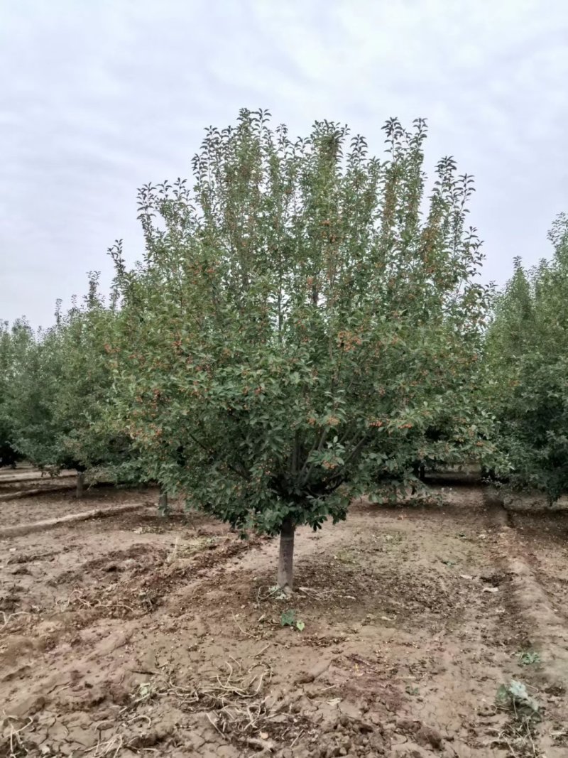 山东菏泽郓城县大量出售精品海棠树