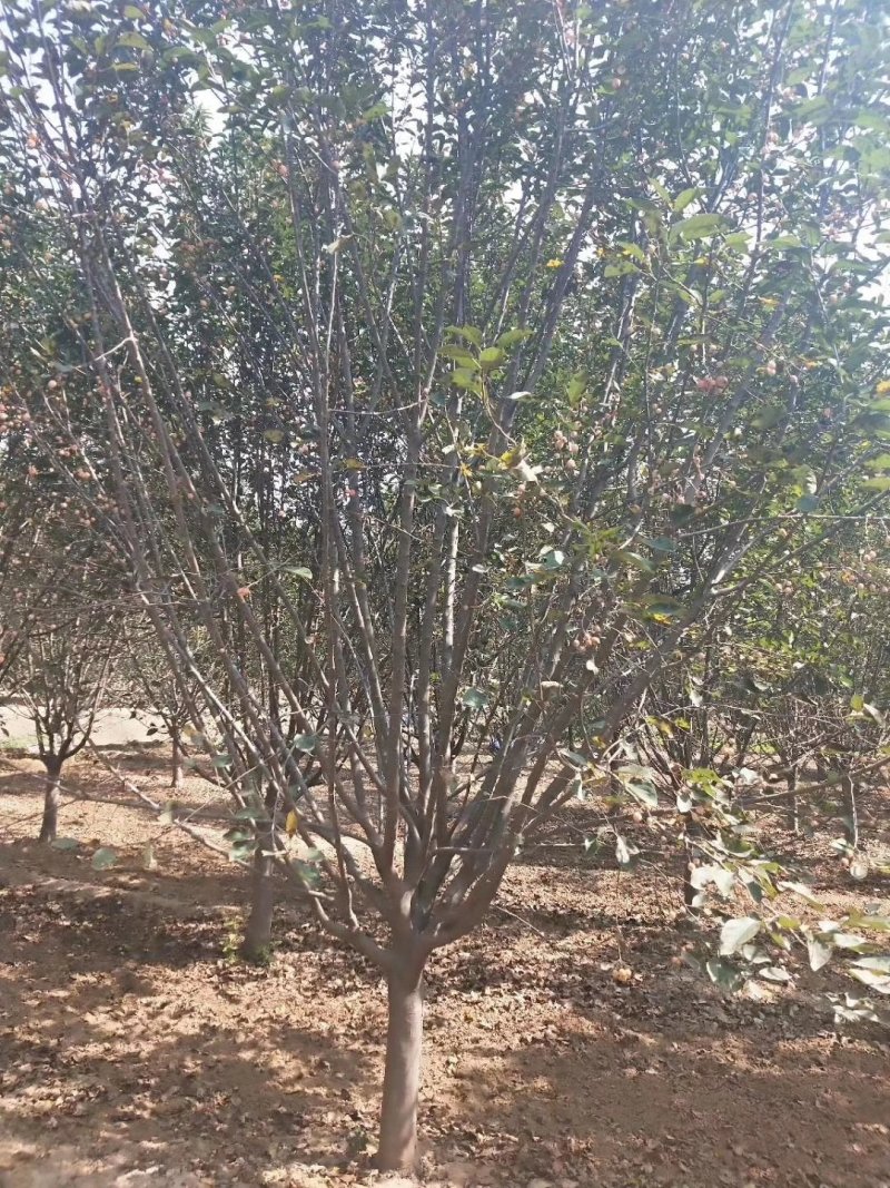 山东菏泽郓城县大量出售精品海棠树