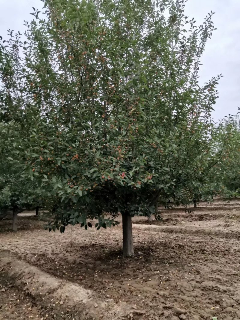 山东菏泽郓城县大量出售精品海棠树