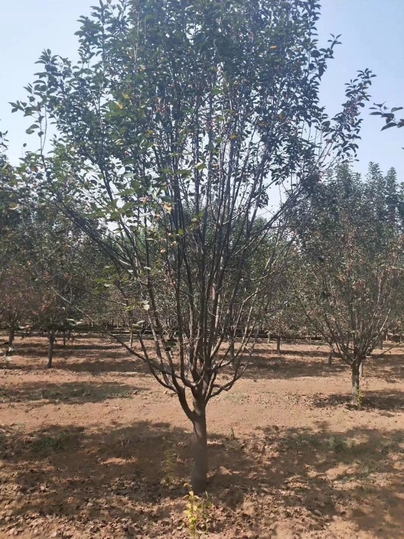 山东菏泽郓城县大量出售精品海棠树
