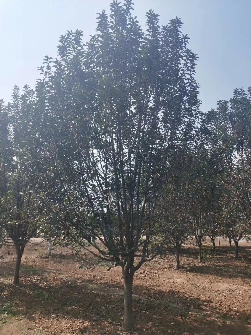 山东菏泽郓城县大量出售精品海棠树