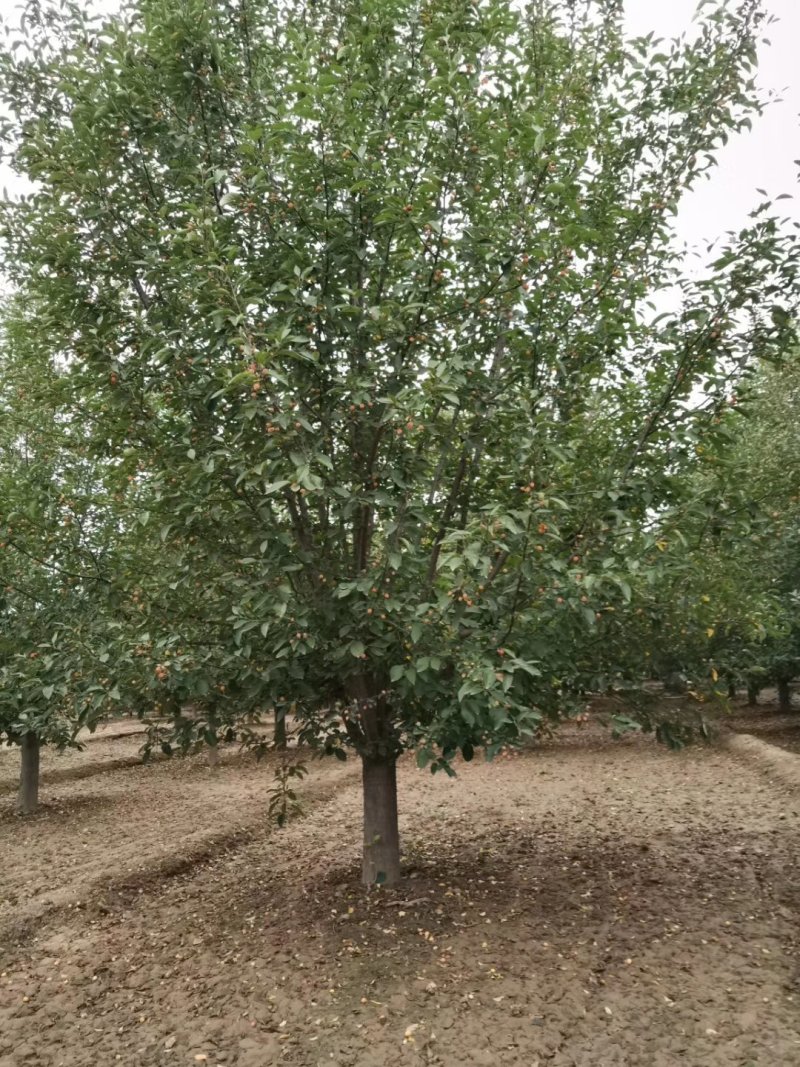 山东菏泽郓城县大量出售精品海棠树