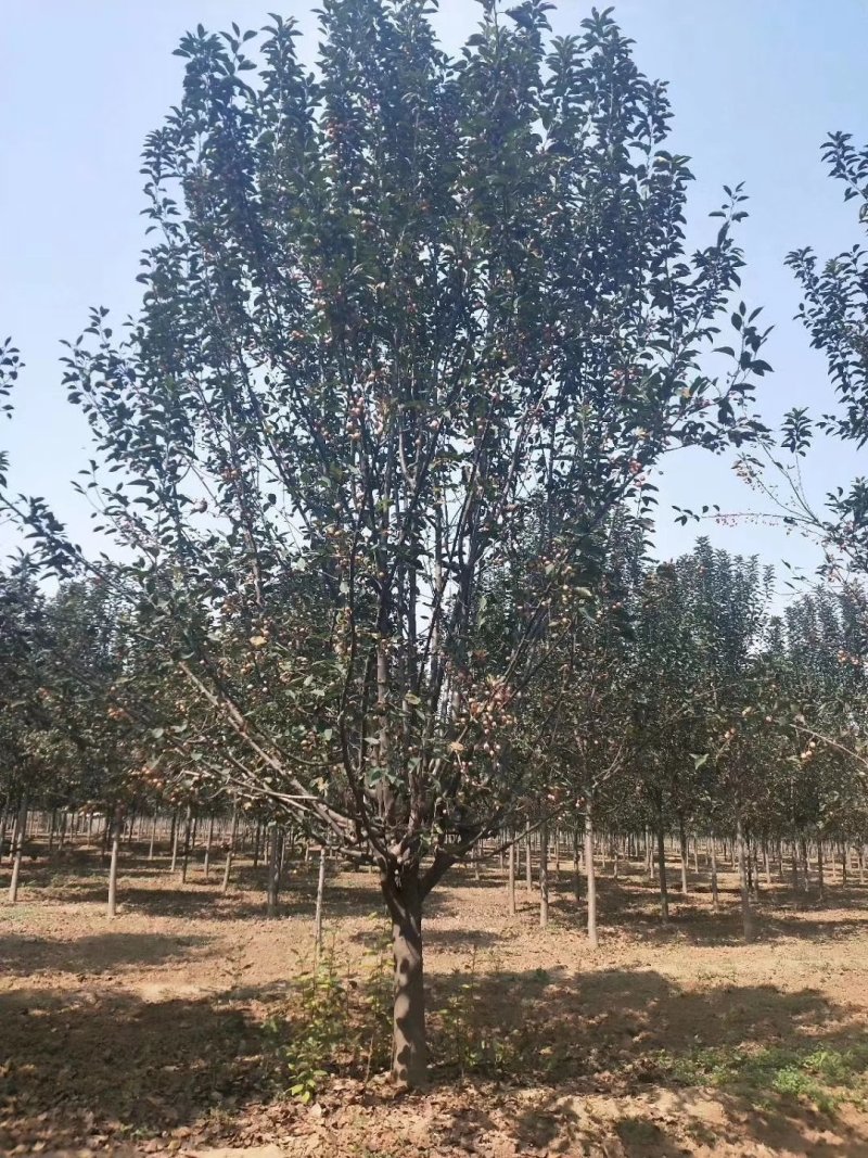 山东菏泽郓城县大量出售精品海棠树