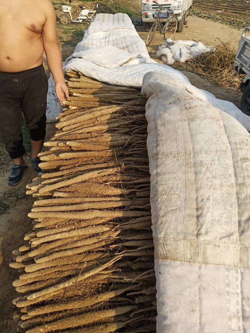 小白嘴山药满足供应