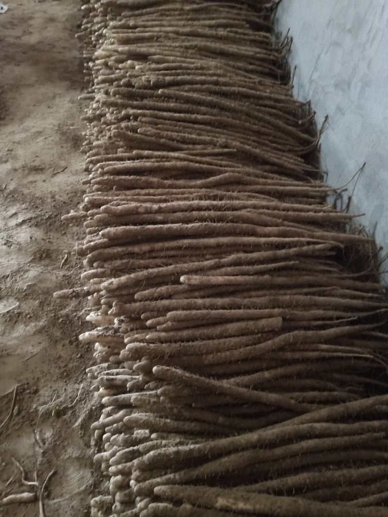 小白嘴山药满足供应