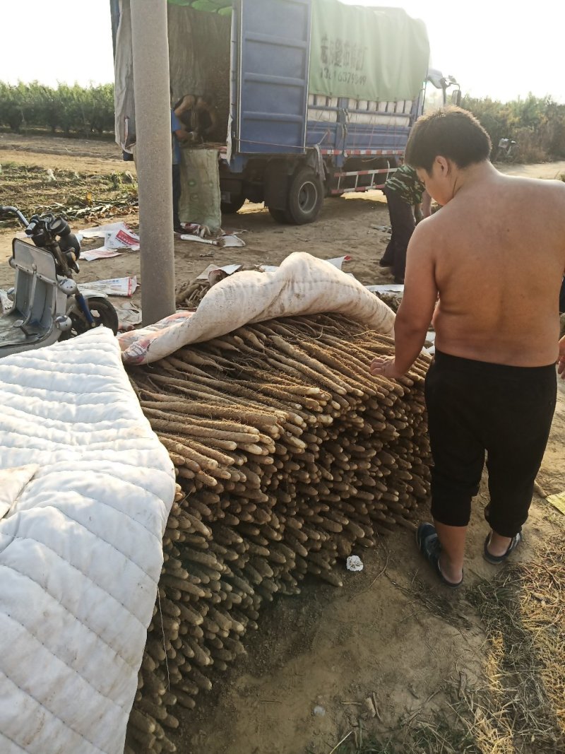 小白嘴山药满足供应