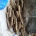 小白嘴山药满足供应
